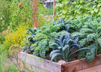 a raised garden bed with a variety of plants in it